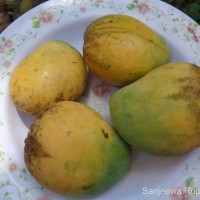 Mangifera indica L.